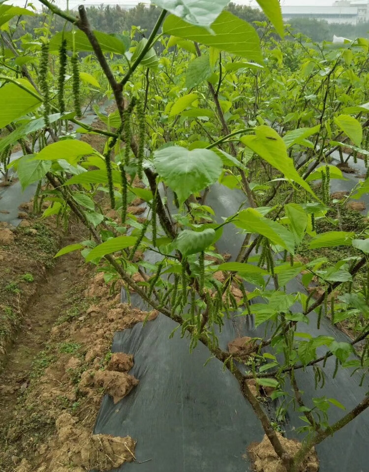 桑葚树苗无籽十大嫁接四季盆栽长果桑树苗南北方种植地栽当年结果
