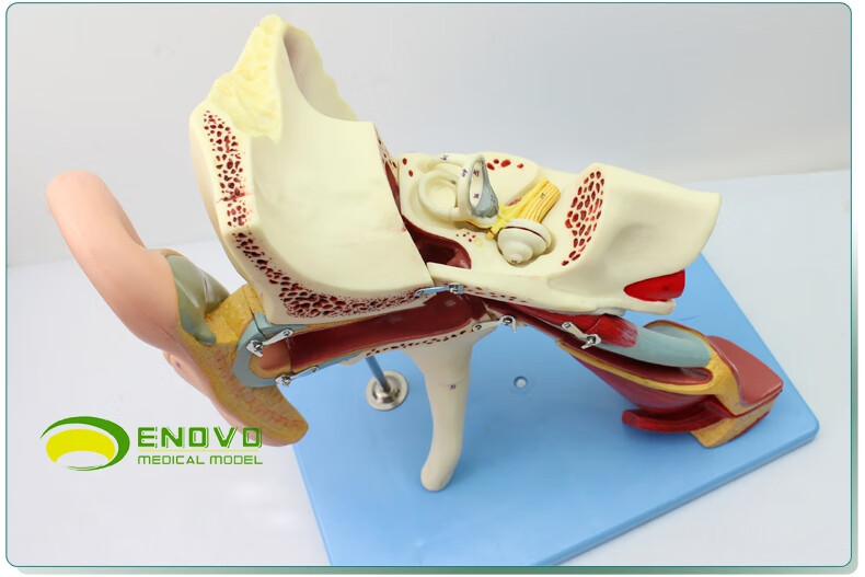 enovo頤諾人體醫學耳解剖模型內耳中耳外鼓膜五官科顳骨
