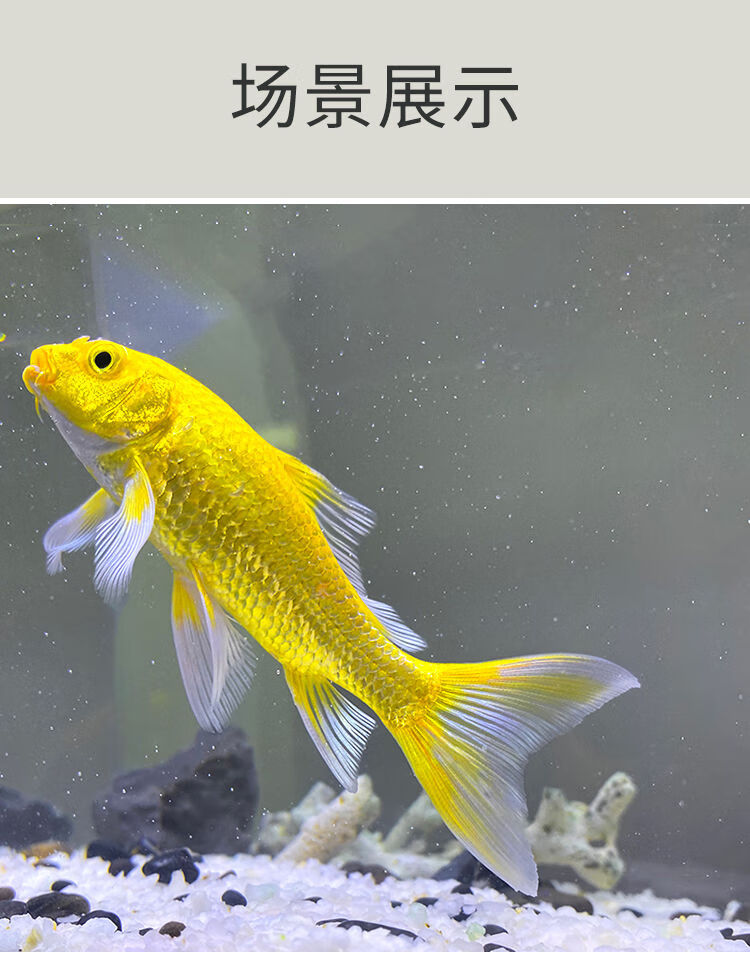 黃金龍鳳錦鯉魚純種招財魚白金龍鳳好養耐活冷水魚苗活體觀賞金魚810