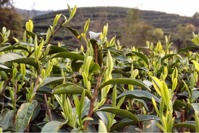 2015年野生一級福鼎白茶壽眉正宗高山陳年貢眉老白茶餅茶葉350克