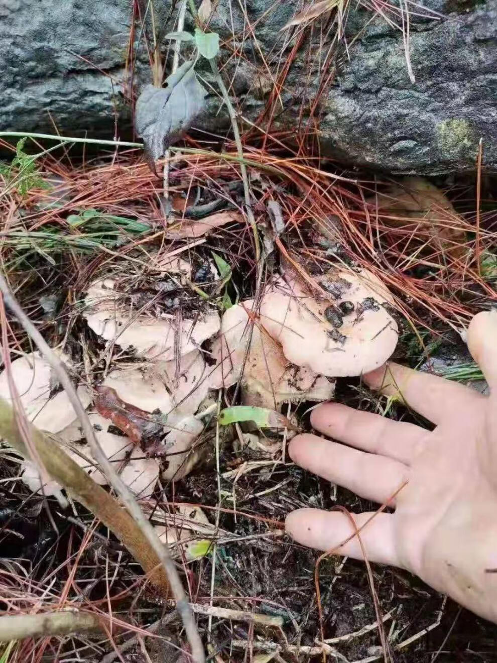 松树菌新鲜野生大山产品天鹅菌菇当天采摘新鲜乌枞菌枞树菌小朵菌松树