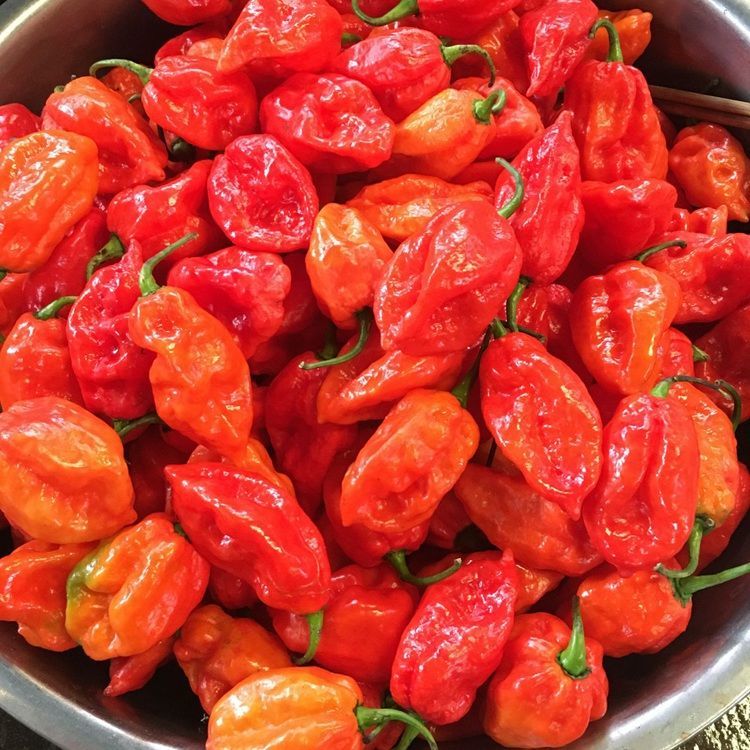 仲景 云南德宏特产魔鬼辣椒酱特辣涮涮辣酱变态辣烧烤蘸料剁椒酱象鼻