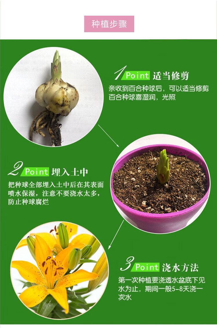 香水百合种球带芽四季百合地栽室内花卉盆栽耐寒浓香百合种球花苗