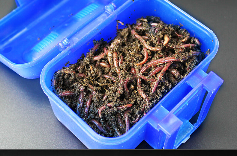 蚯蚓养殖箱钓鱼活饵红虫盒塑料专用透气明圆方形双层中大号蚯蚓盒养殖