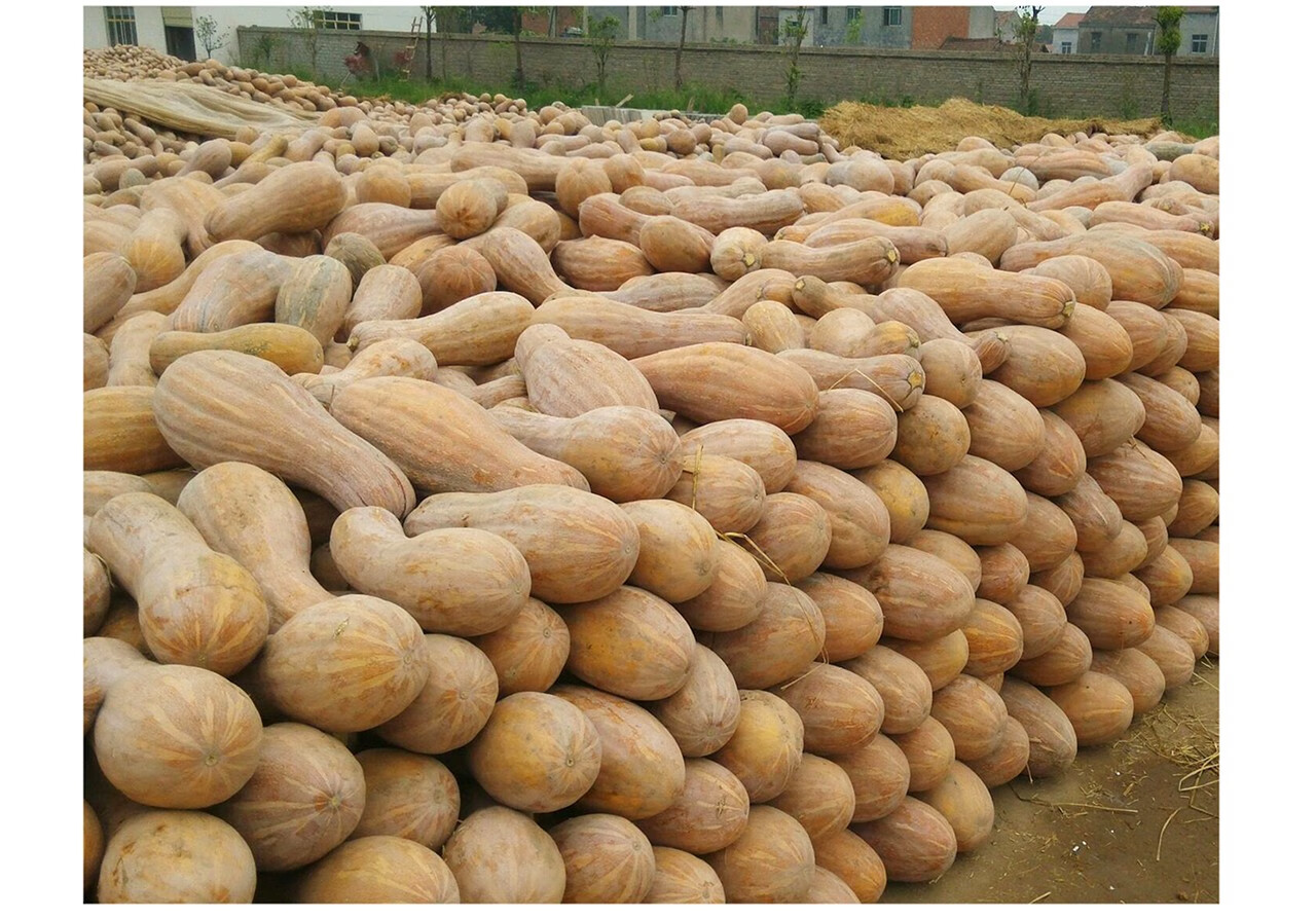 中科茂华蔬菜种子早栗蜜本杂交南瓜种子结果多甜面可口瓜型美观产量高