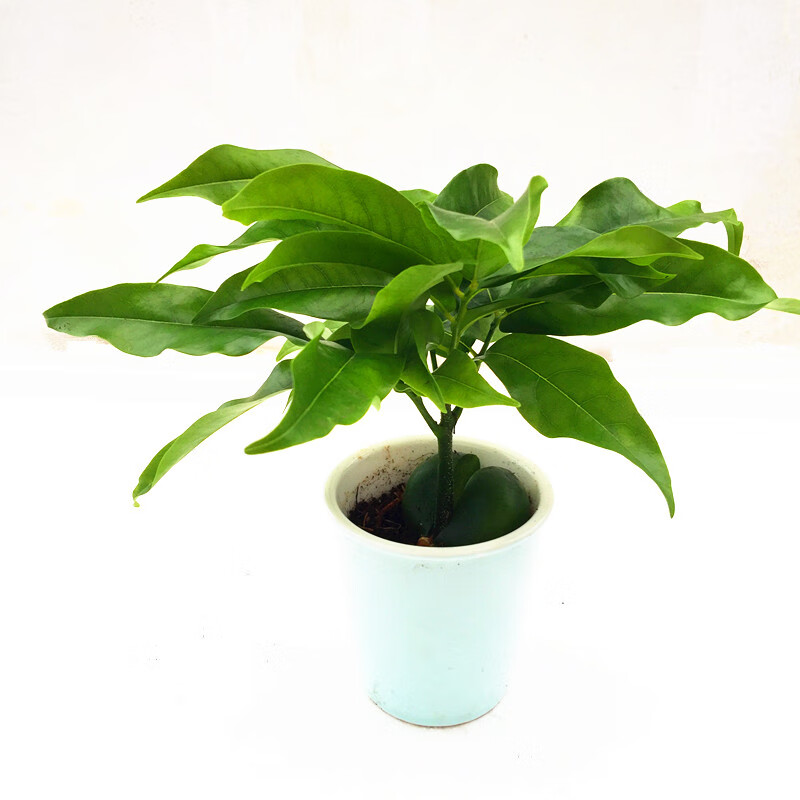 木繁 开心果小盆栽又名必思答绿仁果室内阳台趣味耐养桌上花卉绿植