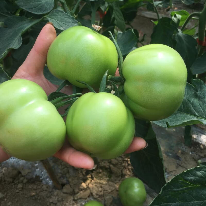 新鲜青西红柿 农家肥无农药绿色西红柿未成熟青番茄5斤现摘