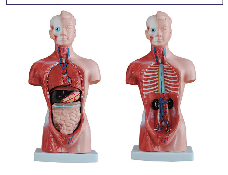 人体内脏模型医用介绍图片