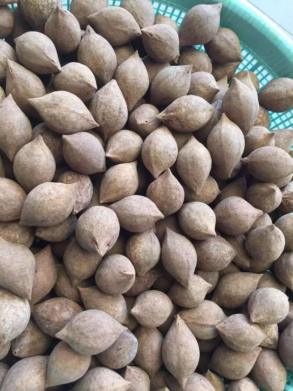 橄榄核原籽精挑超大原料核雕刻单籽手串红核料素核5颗sn4486