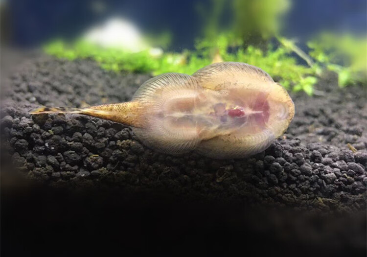 冷水清道夫吸鳅贵州爬岩鳅斗鱼除藻鱼观赏鱼活体冷水鱼配锦鲤金鱼