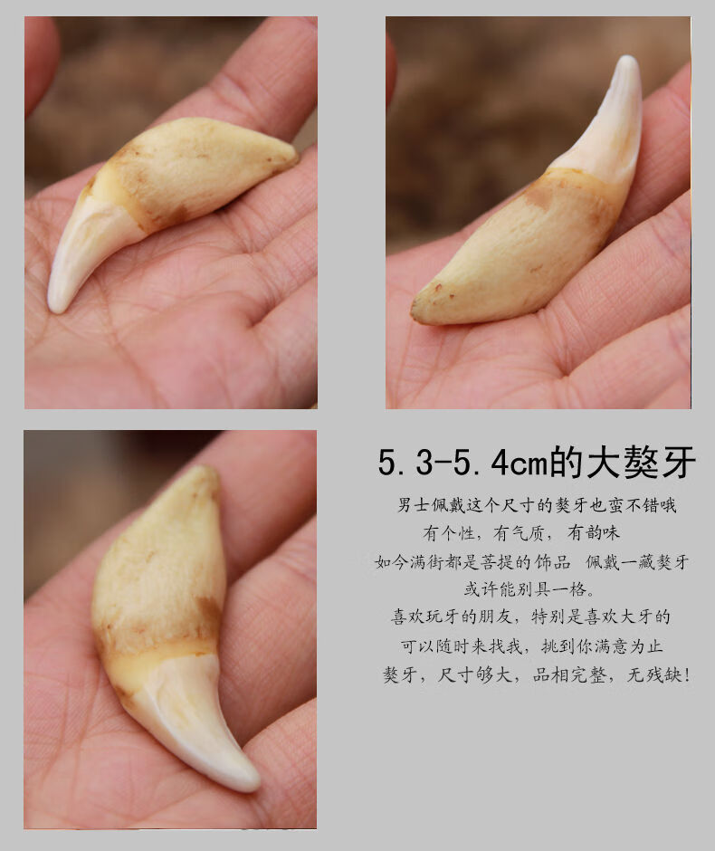 4厘米大獒牙真狗牙 齿狼牙吊坠 男女饰品情侣项链礼物 加粗蜜蜡绳