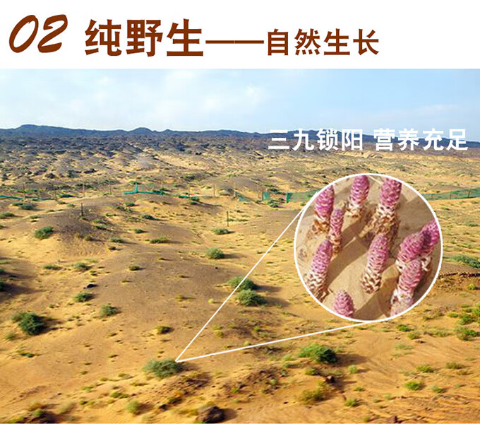 【官方旗舰】金锁阳整根500g滋补男泡酒料泡茶水肉苁蓉片淫羊藿 特级