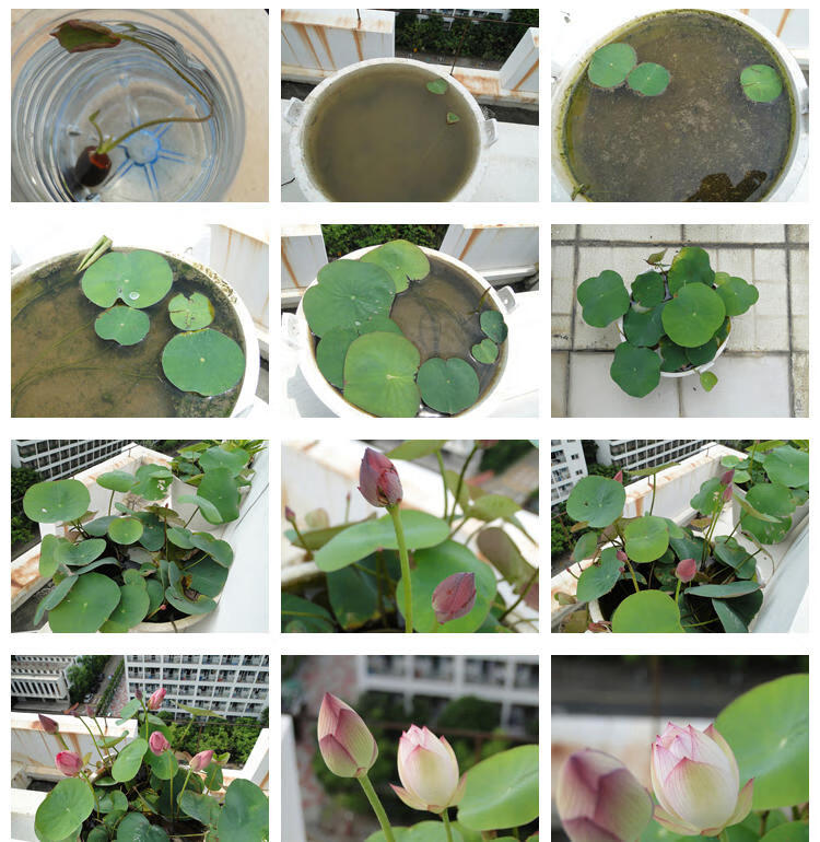 已开口碗莲种子水培植物阳台花卉水生水养睡莲花四季开花盆栽花卉番茄