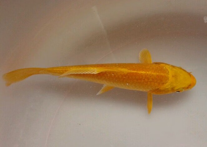 【优选好物】黄金锦鲤种锦鲤活体观赏鱼风水鱼龙凤锦鲤鱼苗冷水鱼金色