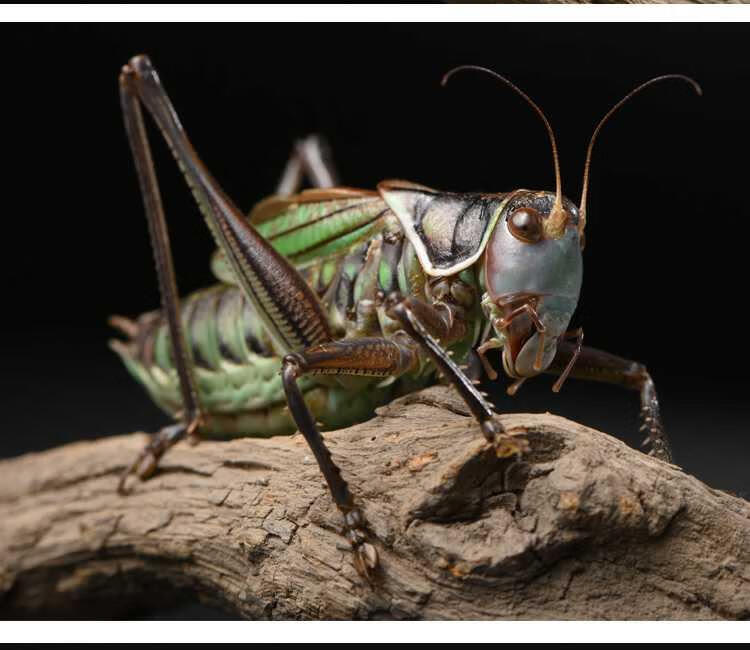 蝈蝈活新脱鸣虫冬蝈蝈超大活体大肚子叫蝈蝈铁皮山青天津绿宠物活 精