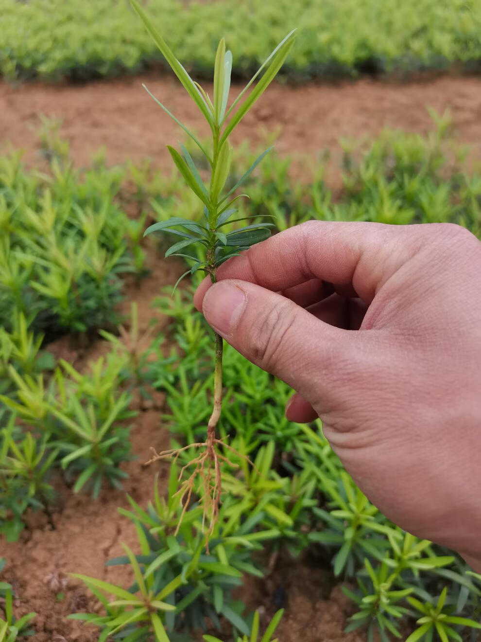 花姬 罗汉松树苗罗汉松小苗中叶罗汉松造型苗四季常青罗汉松占地苗 60