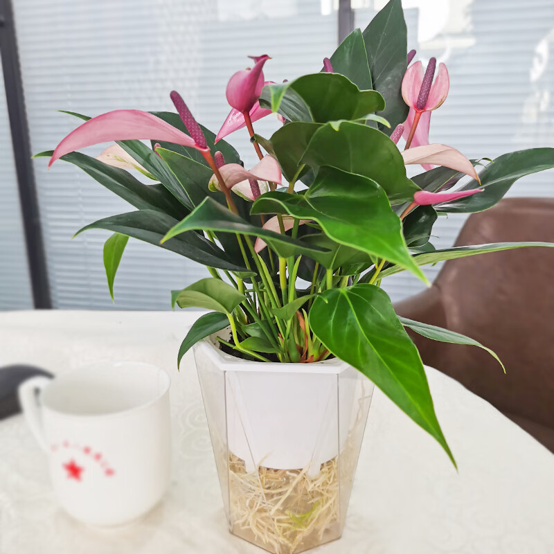 红掌白掌粉掌甜梦一帆风顺大盆花卉盆栽高脚自动吸水红掌不含盆