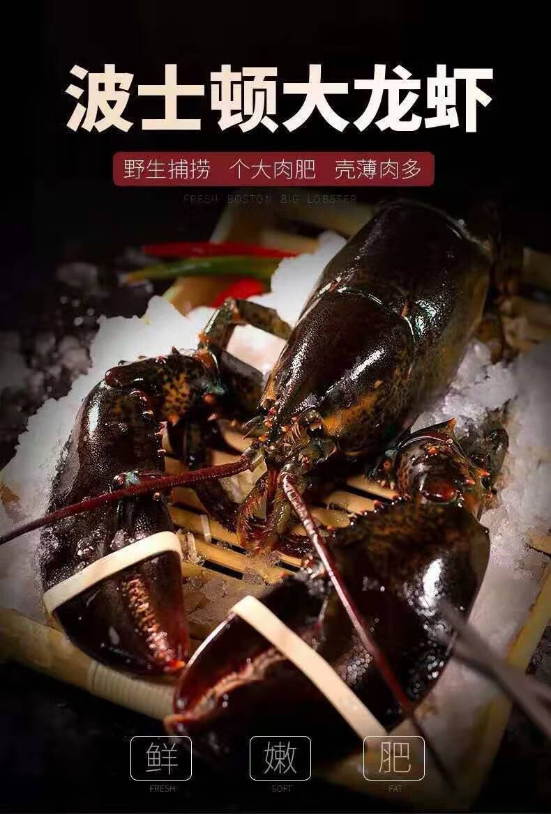 波士顿龙虾1到9斤每只超大冰鲜大龙虾波龙批发酒店商用零售康胜谊364