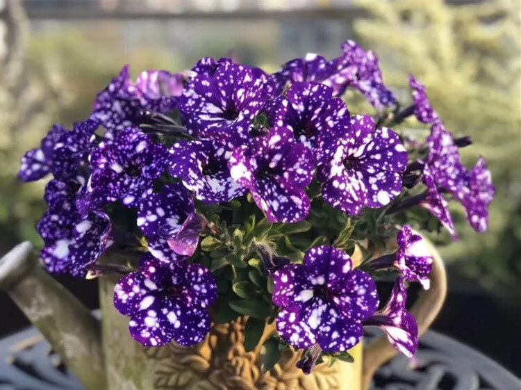重瓣矮牵牛花苗 星空 冰淡紫穴苗新品阳台四季开花盆栽带花苞 黑珍珠1