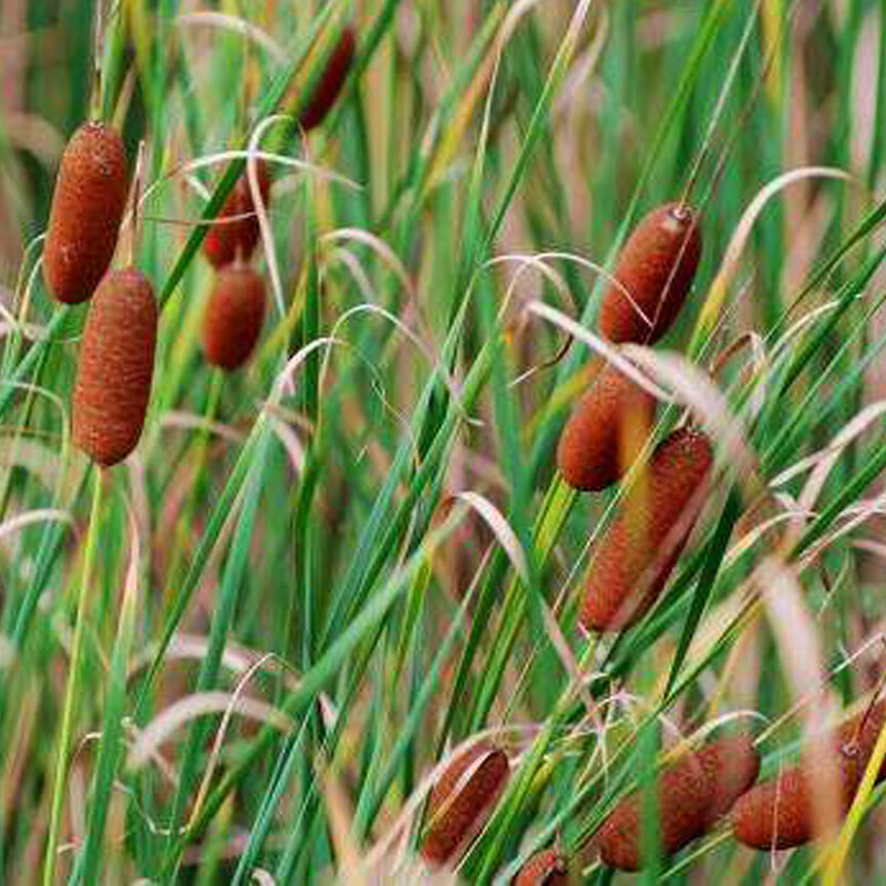 月娥春沭 水池绿化水生花卉水草挺水植物鱼塘池塘绿化植物黄菖蒲苗