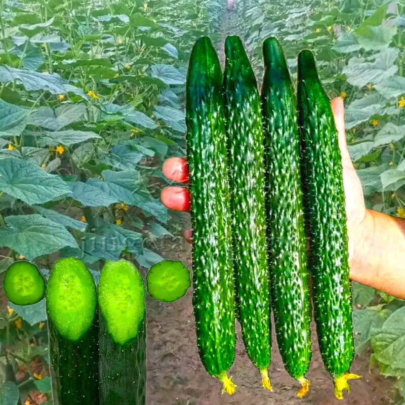 黄瓜种子爬藤青瓜刺黄瓜种籽春季夏秋季庭院菜园瓜果蔬菜种子孑津研四