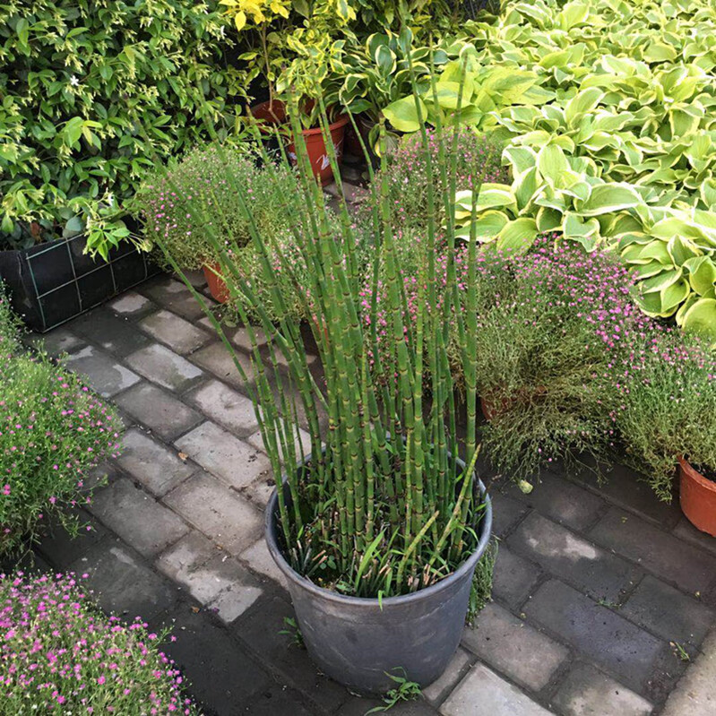 木贼盆栽笔头草笔管草四季常青耐寒过冬多年生水景植物净化水质草木贼