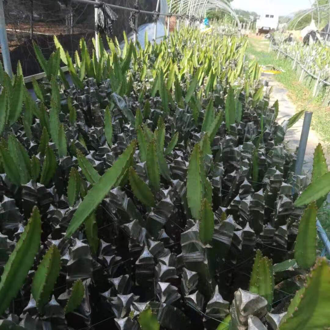 燕窝果苗带果新品种黄皮白肉火龙果嫁接苗麒麟果树当年结果庭院种 无