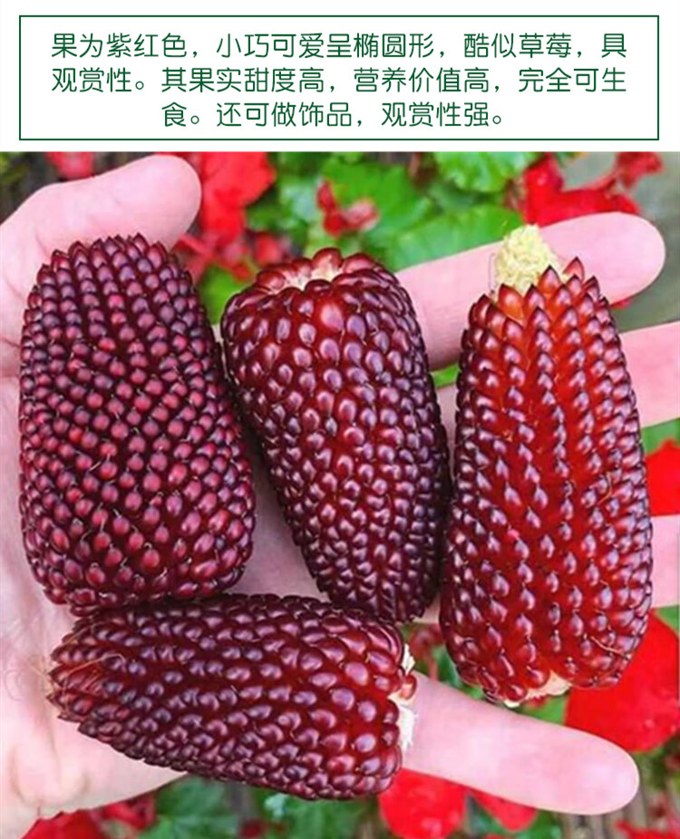 草莓玉米种子鲜食生吃袖珍菠萝玉米水果甜玉米阳台庭院四季播种孑草莓