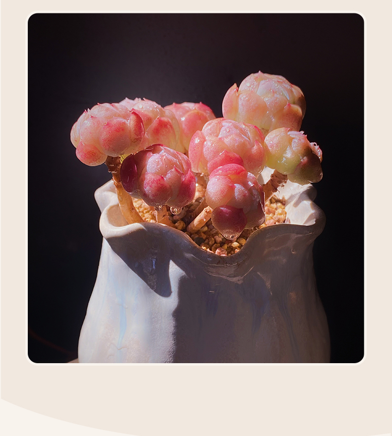 胭脂奶油贝瑞群生多肉老桩双子贝瑞多肉植物萌肉肉四季盆栽 胭脂贝瑞