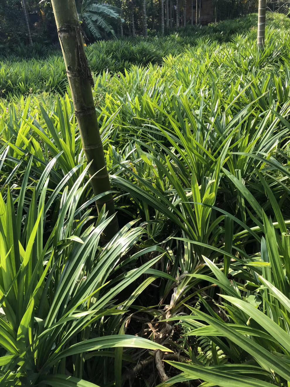 香兰叶苗 斑兰苗 斑斓叶苗 盆栽 斑兰盆景 收藏店铺送1株