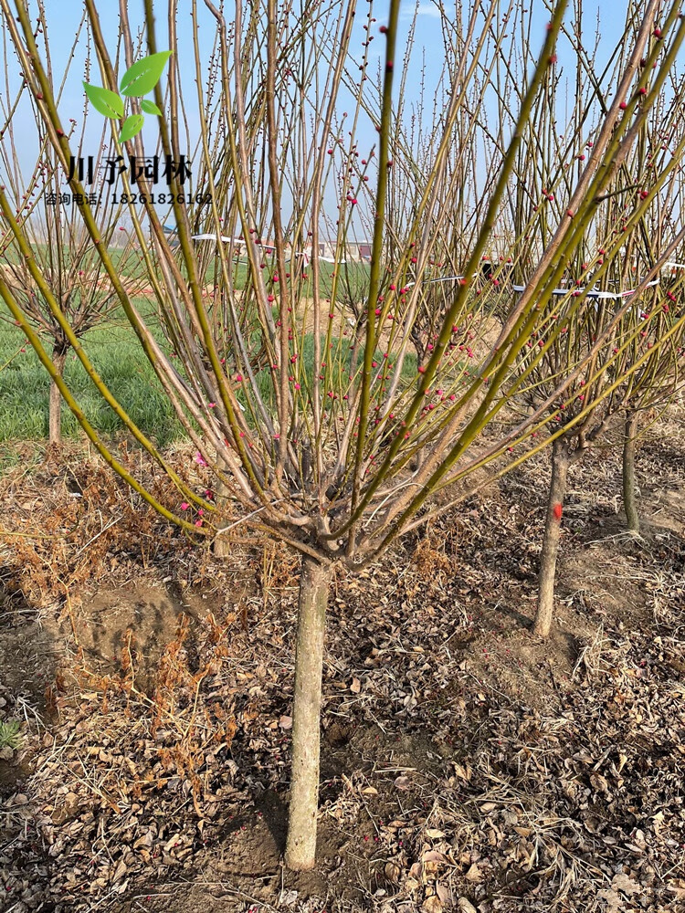 梅花树苗原生红梅小苗绿梅花嫁接骨里红庭院耐寒大型风景树榆叶梅美人
