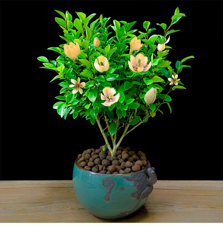 含笑花苗盆栽浓香型四季常青花卉植物庭院阳台当年开花耐寒绿植冬含笑