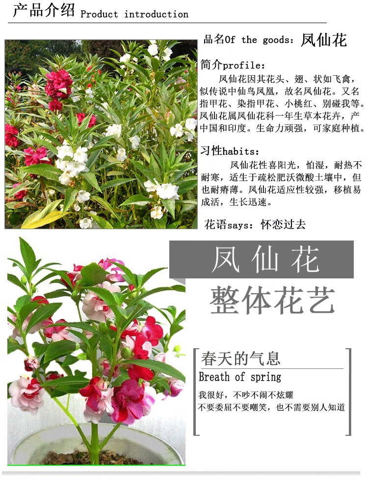凤仙花学生实验套装凤仙花籽套餐种籽花种籽子易活四季开花的种子套装