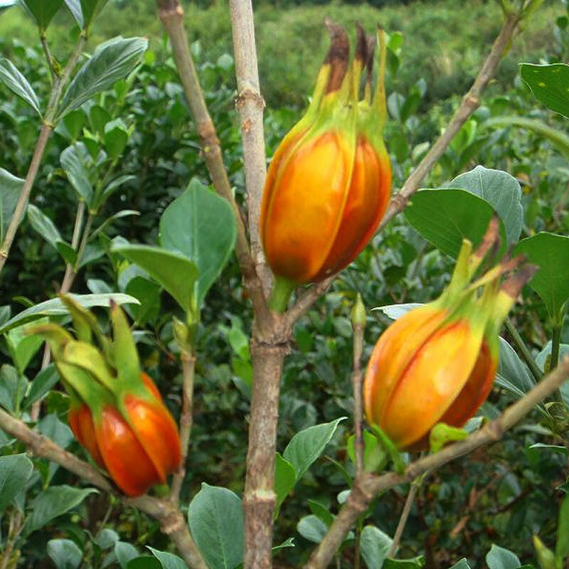 黄栀子苗 山栀子树苗 红枝子传统天然调色香料 高度20公分以下小苗