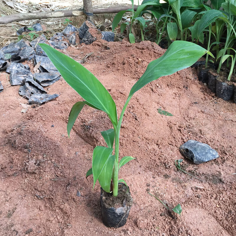 香蕉树苗苹果蕉红香蕉芭蕉苗矮粉中蕉9号香蕉树苗四季可种植威廉斯b6