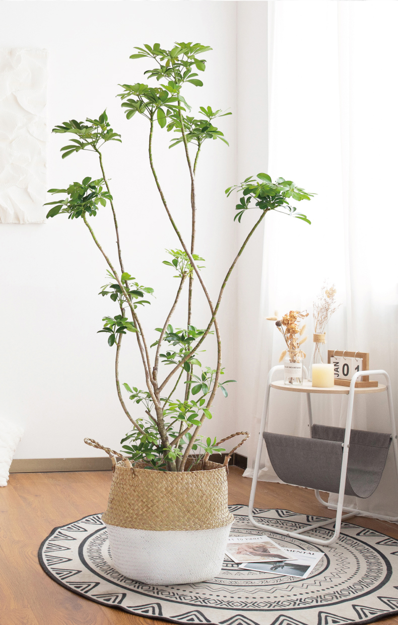 鸭脚木盆栽大植物好养造型老桩鸭掌木七叶莲大棵室内大型客厅绿植