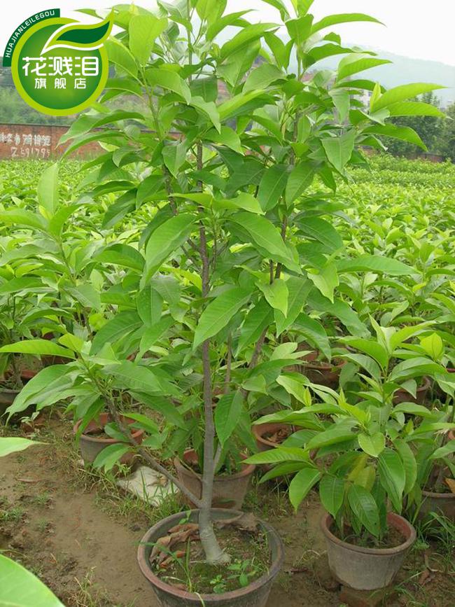 庭院盆栽绿化小苗白玉兰黄葛兰黄桷兰嫁接白兰花苗花卉树苗 七年大苗
