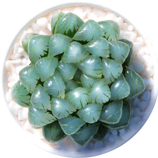 新款玉露冰灯玉露姬玉露多肉植物组合室内花卉绿植盆栽含 黄金凝脂菊3