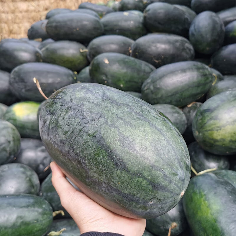 香馜广西应季黑美人西瓜 包沙包甜 当季新鲜热带水果小多规格 黑美人