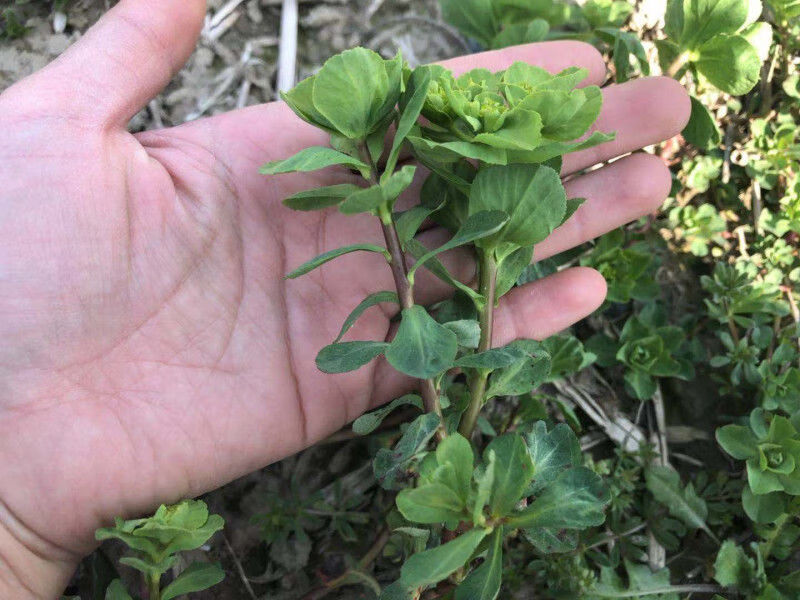 中药材茶新鲜干货大棵猫眼草21年新品泽漆猫儿眼五朵云带根干货250克