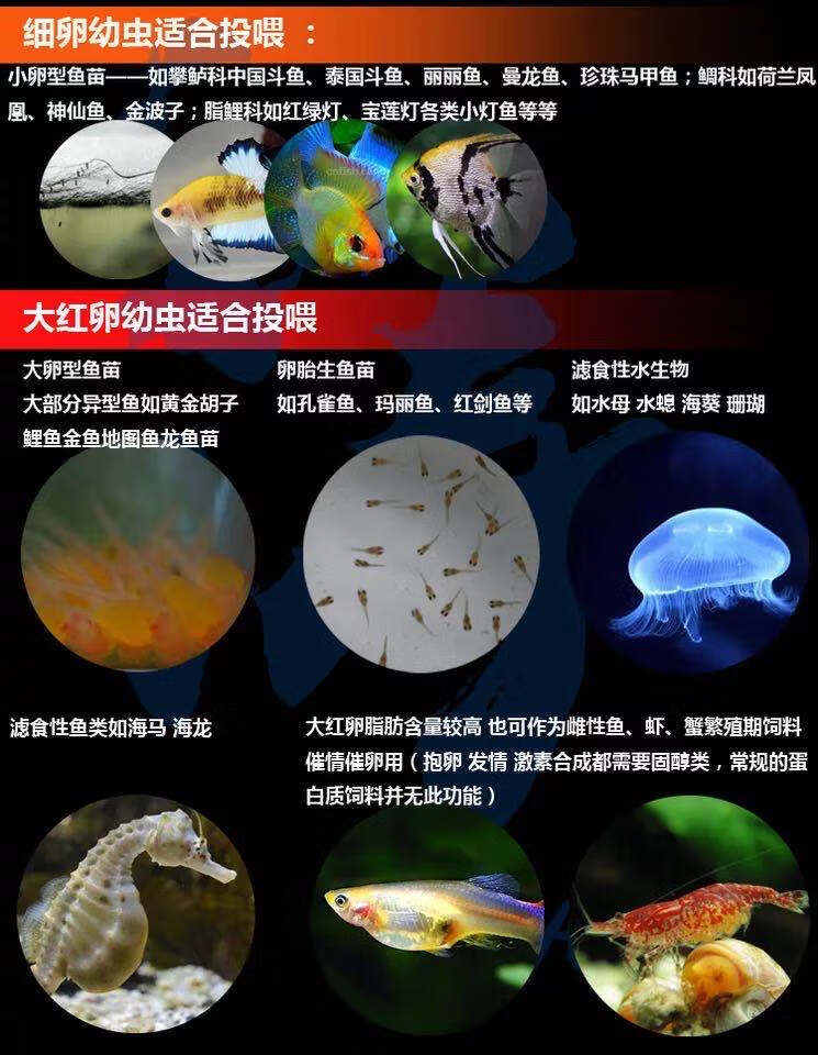 丰年虾孵化过程图图片