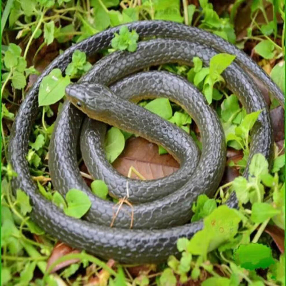 捉蛇器笼双门笼中笼新品装蛇箱笼子宠物笼折叠猫笼中笼铁丝倒须笼老鼠