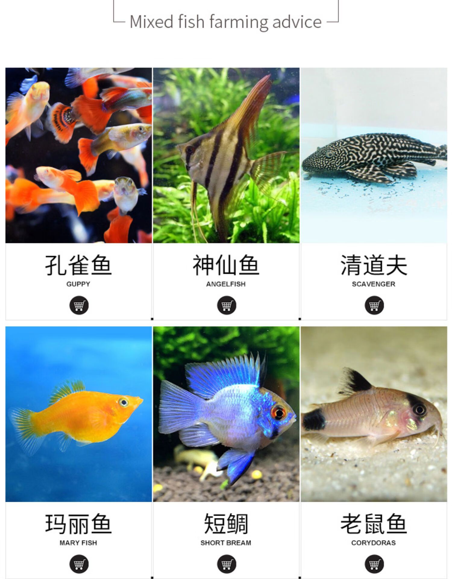 彩裙鱼彩旗鱼黑裙鱼彩色鱼热带鱼观赏鱼淡水鱼宠物鱼水族活体小鱼 彩