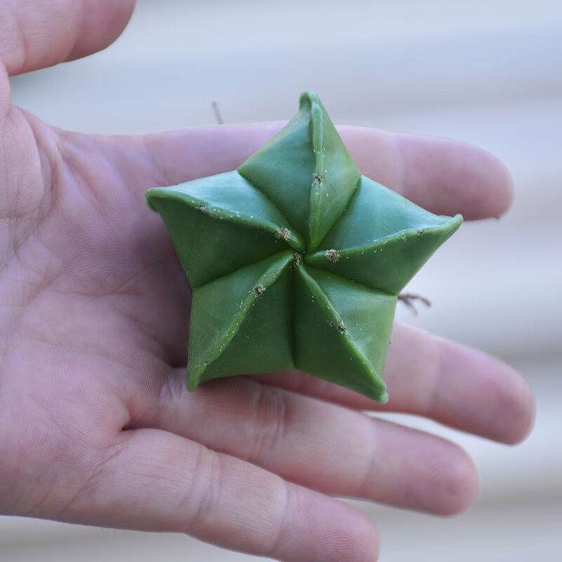 【幸运星】多肉植物仙人球室内绿植盆栽桌面客厅花卉四季好养阳台