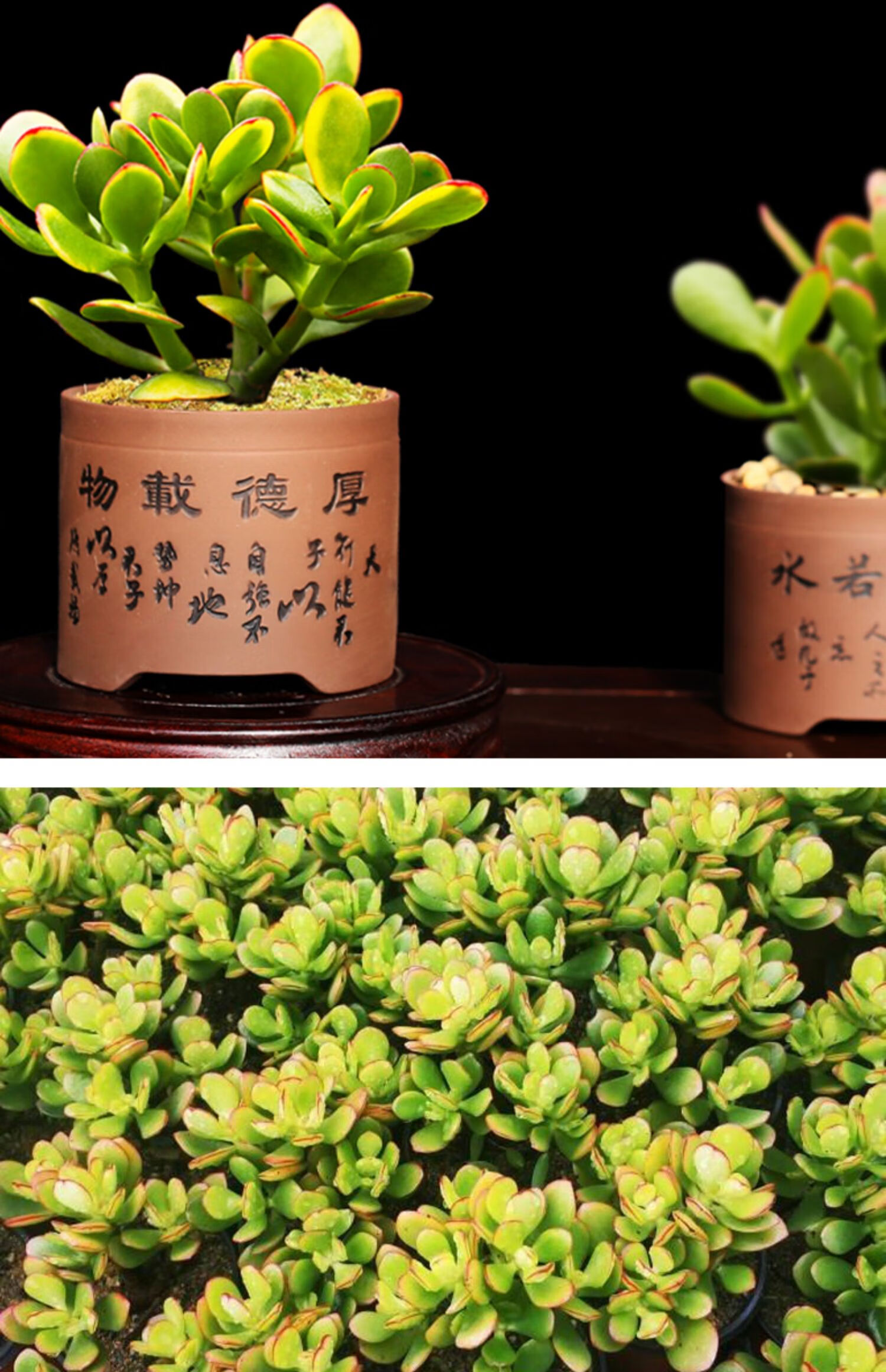 【心头肉】姬红花月盆栽红叶玉树多肉植物室内好养多肉小老桩办公室
