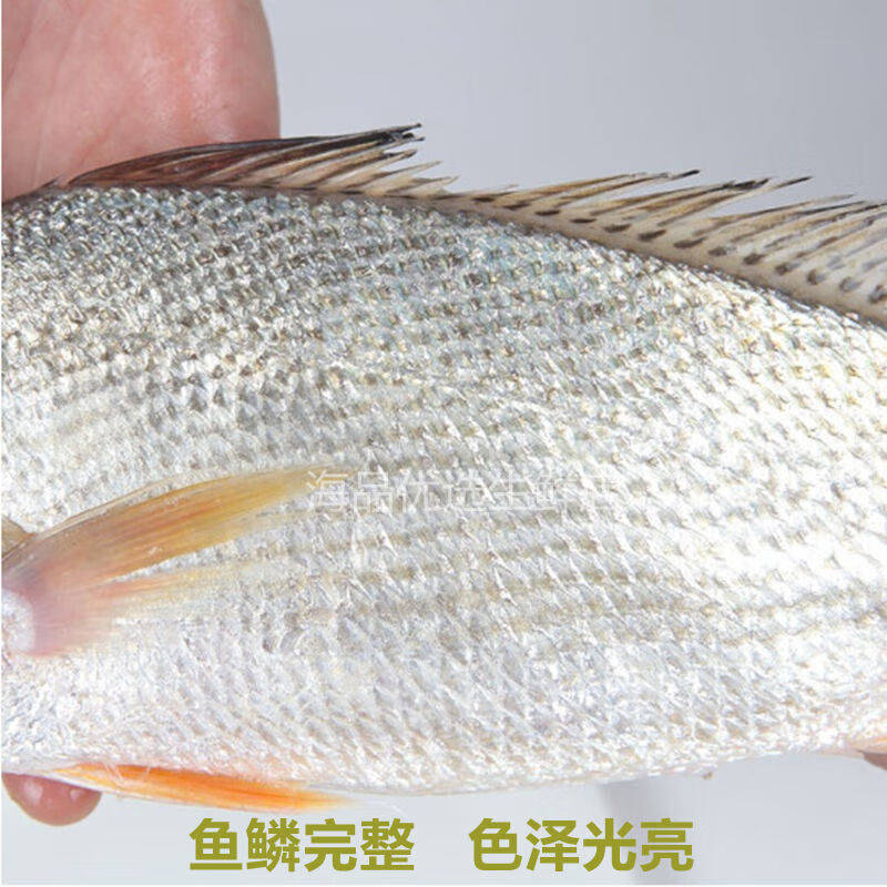 新鲜大黄姑鱼非大黄鱼海捕铜锣鱼黄婆鸡鱼深海鲜水产批发大黄姑鱼2条
