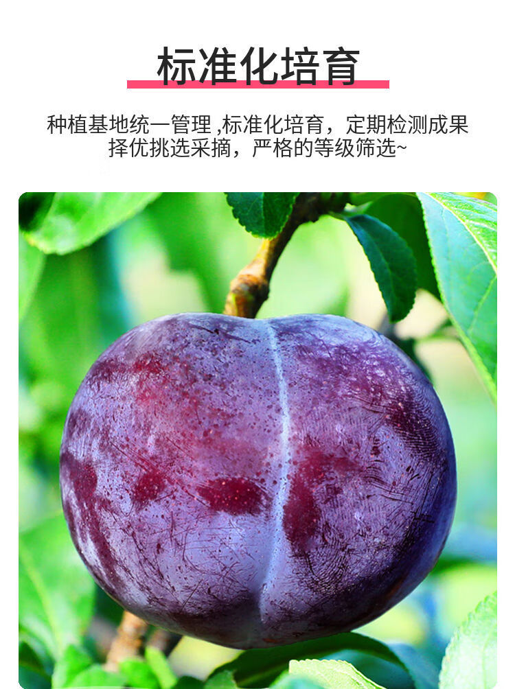 红心李子李子新鲜应季水果恐龙蛋李子 1斤装进口智利红心黑布林(甜 )