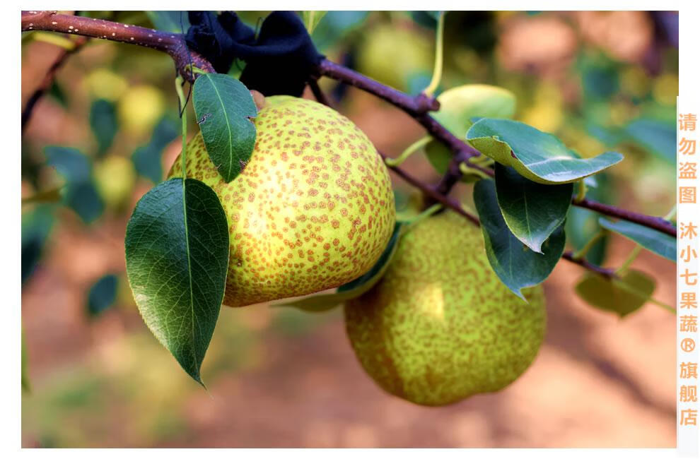 【助农水果】正宗莱阳梨新鲜水果85t中大果净5斤装 山东烟台特产菜阳