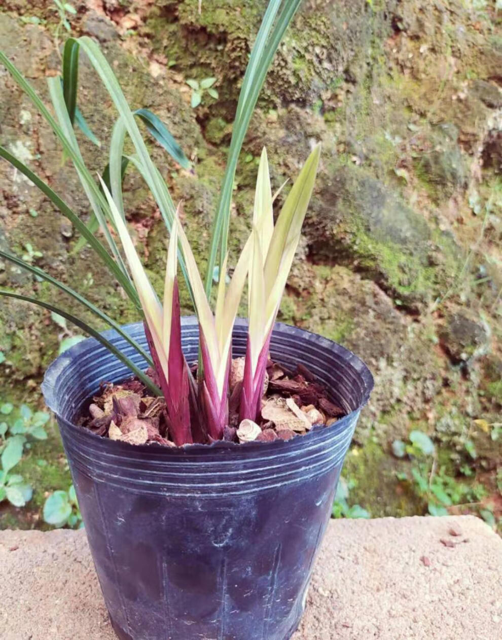 全部带花苞发货 老种 建兰铭品市长红兰花苗四季兰红花夏季带花苞植物