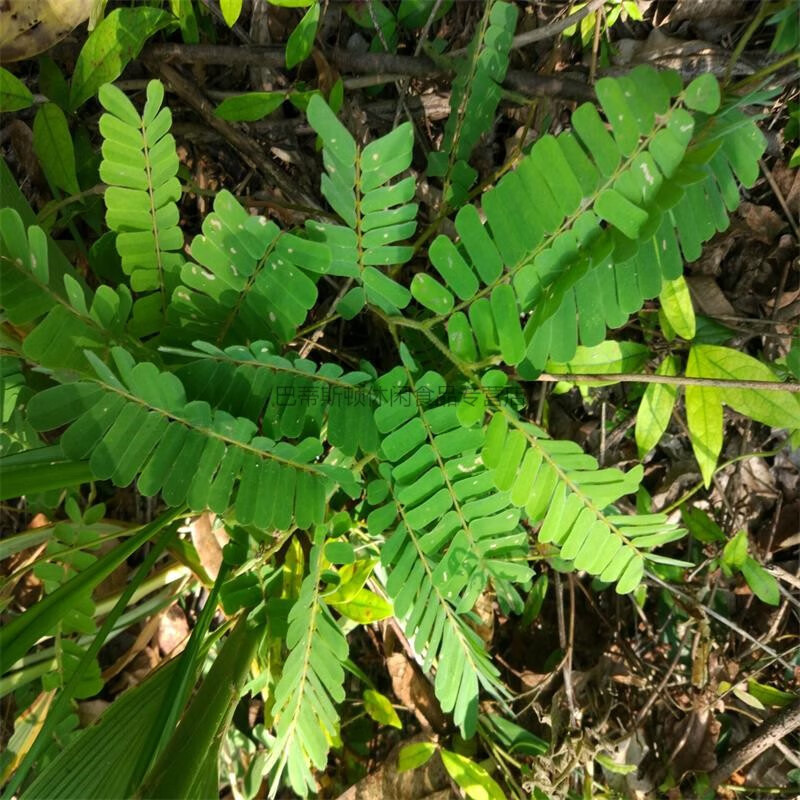 大菜园 鸡骨草 250g 石门坎 大黄草 红母鸡草【图片 价格 品牌 报价】